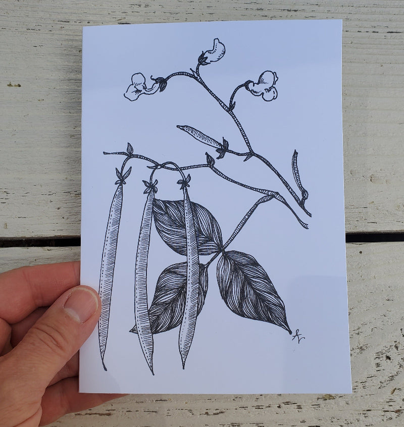 A hand holds a white art print featuring a black ink botanical illustration of pea pods and leaves, set against a rustic white-washed wooden background.