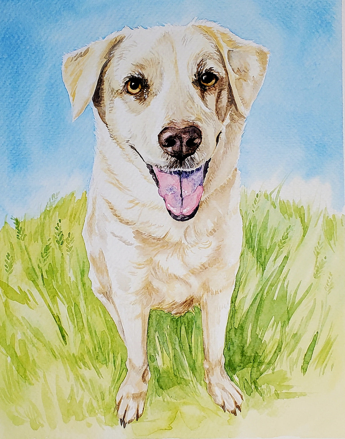 Pet Portraits