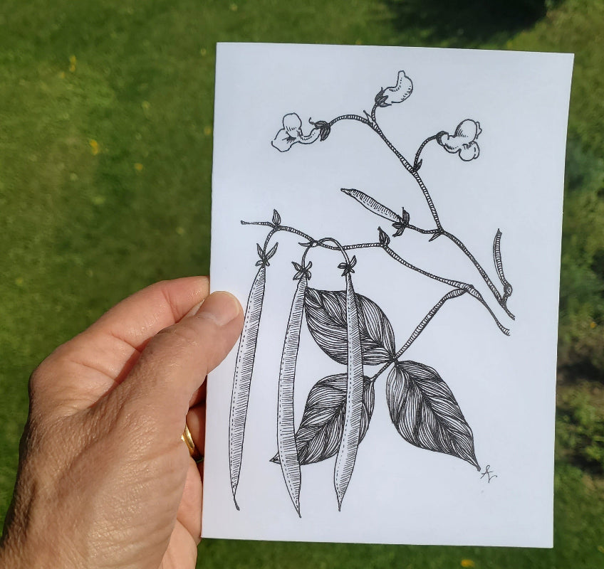Botanical drawing garden bean