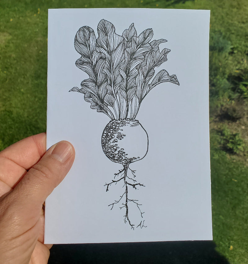 Botanical drawing of a beet