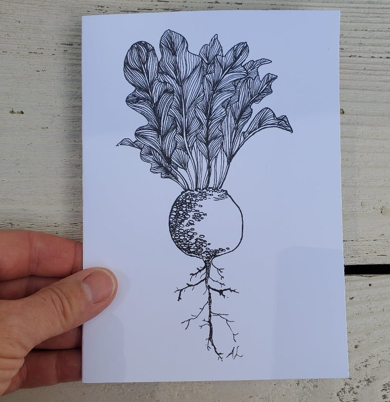 Botanical pen and ink beet drawing