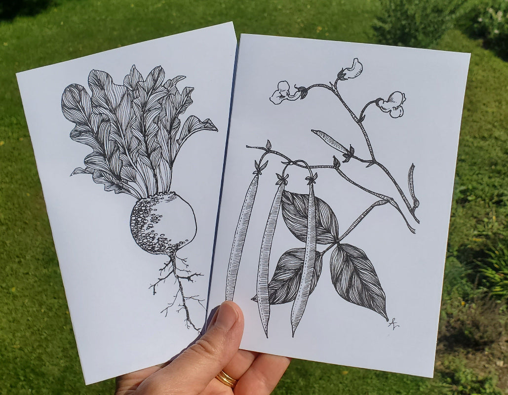 botanical pen and ink drawings