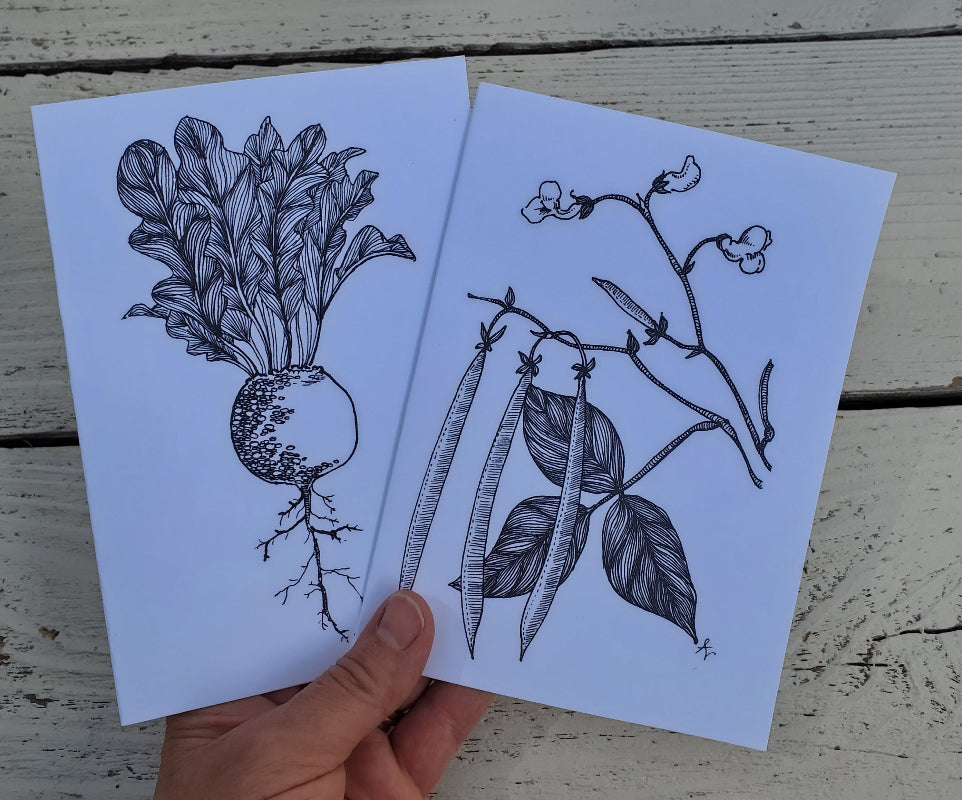 Botanical drawings of garden vegetables