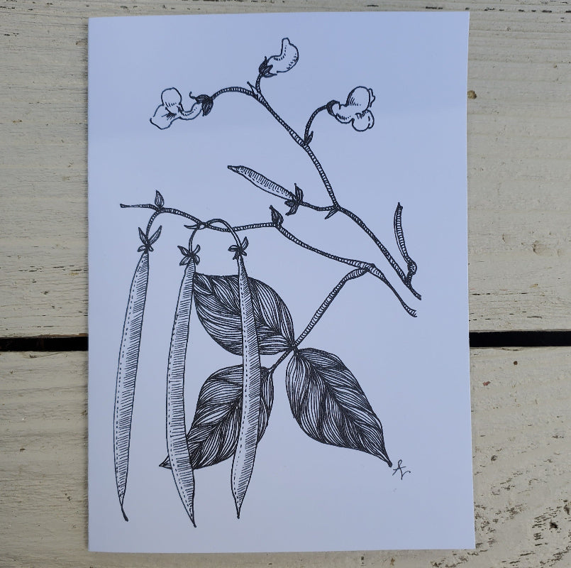 Botanical pen and ink