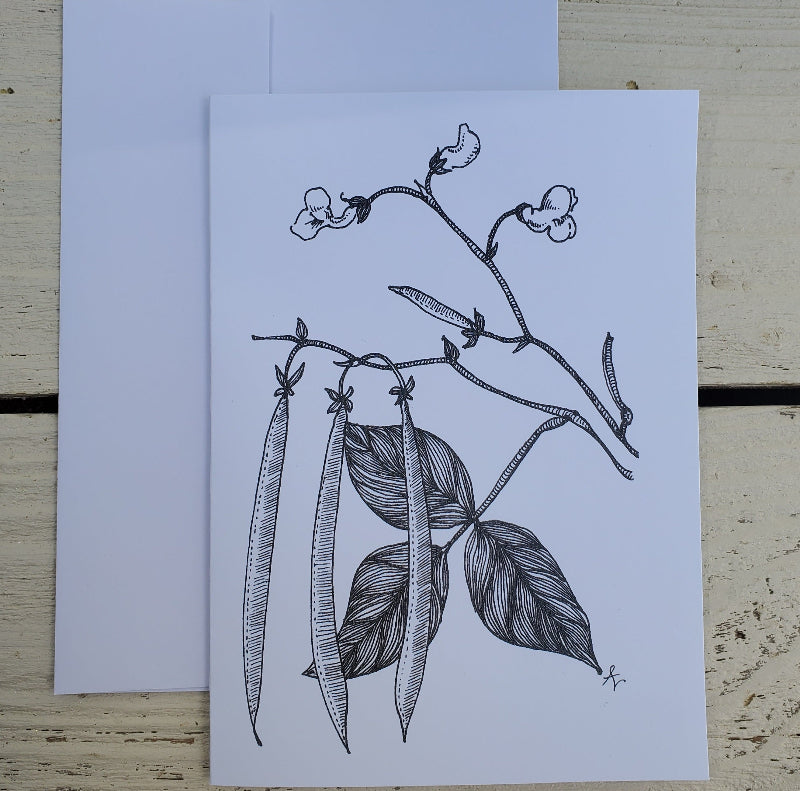 Botanical pen and ink beans