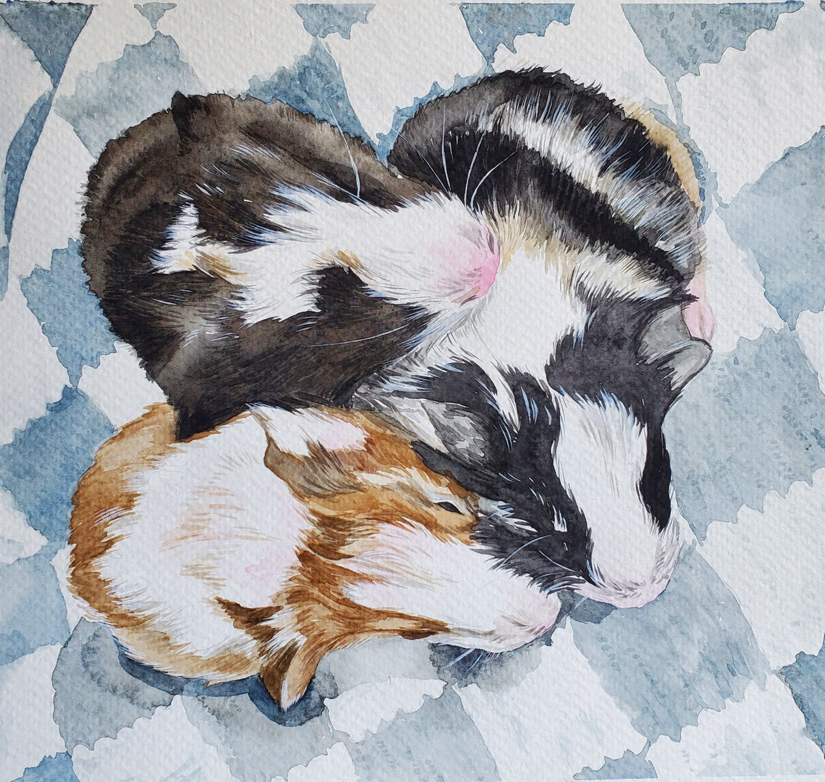 Pet Portraits